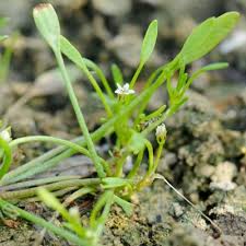Attēlu rezultāti vaicājumam “Limosella aquatica leaf”