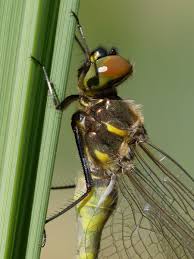 Attēlu rezultāti vaicājumam “Somatochlora flavomaculata”