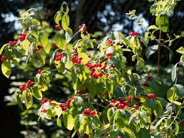 Attēlu rezultāti vaicājumam “Lonicera xylosteum fruit”