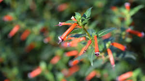 Image result for Cuphea ignea