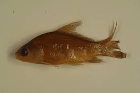 Image result for Ictiobus bubalus