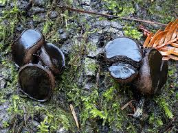 Attēlu rezultāti vaicājumam “Bulgaria inquinans”