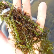 Attēlu rezultāti vaicājumam “Fontinalis antipyretica”