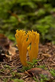 Attēlu rezultāti vaicājumam “Calocera viscosa”