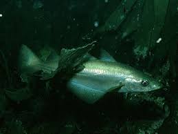 Image result for Pollachius pollachius