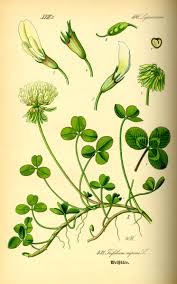 Attēlu rezultāti vaicājumam “Trifolium repens”