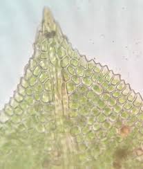 Attēlu rezultāti vaicājumam “Fissidens taxifolius”