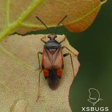 Attēlu rezultāti vaicājumam “Deraeocoris ruber”