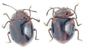 Attēlu rezultāti vaicājumam “Endomychidae”