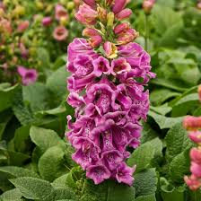 Image result for Digitalis purpurea