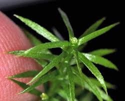 Attēlu rezultāti vaicājumam “Lycopodium annotinum”