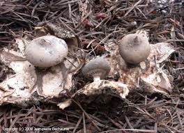 Attēlu rezultāti vaicājumam “Geastrum pectinatum”