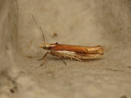 Attēlu rezultāti vaicājumam “Ypsolopha parenthesella”