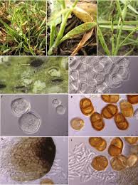 Attēlu rezultāti vaicājumam “Thesium ebracteatum”