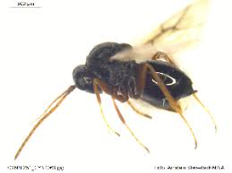 Attēlu rezultāti vaicājumam “Aulacidea hieracii”