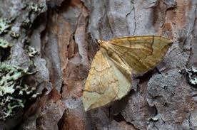 Attēlu rezultāti vaicājumam “Eulithis populata”