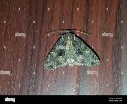 Attēlu rezultāti vaicājumam “Mniotype satura”