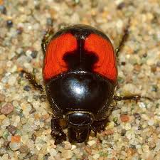 Attēlu rezultāti vaicājumam “Histeridae”