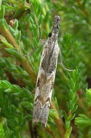 Attēlu rezultāti vaicājumam “Platytes alpinella”