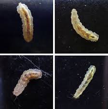Attēlu rezultāti vaicājumam “Syrphus sp. larva”