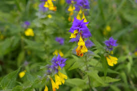 Attēlu rezultāti vaicājumam “Melampyrum nemorosum”