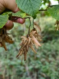 Attēlu rezultāti vaicājumam “Carpinus betulus fruit”