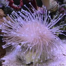 Attēlu rezultāti vaicājumam “Sclerophora pallida”