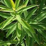 Attēlu rezultāti vaicājumam “Euphorbia palustris fruit”