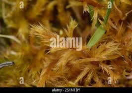 Attēlu rezultāti vaicājumam “Tomentypnum nitens”