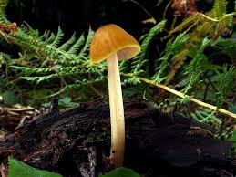 Attēlu rezultāti vaicājumam “Pluteus leoninus”