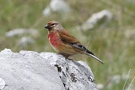 Attēlu rezultāti vaicājumam “Carduelis cannabina”