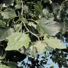 Attēlu rezultāti vaicājumam “Populus x canescens”