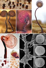 Attēlu rezultāti vaicājumam “Amaurochaete sp.”