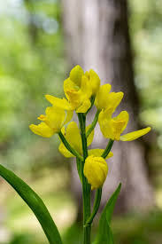 Attēlu rezultāti vaicājumam “Cephalanthera rubra leaf”