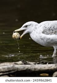 Attēlu rezultāti vaicājumam “Larus argentatus eggs”