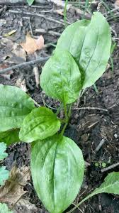 Attēlu rezultāti vaicājumam “Plantago media leaf”