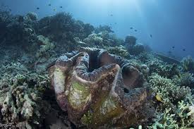 Image result for tridacna