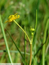 Attēlu rezultāti vaicājumam “Ranunculus flammula”