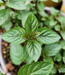 Image result for Mentha piperita