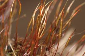 Attēlu rezultāti vaicājumam “Barbula unguiculata macro”