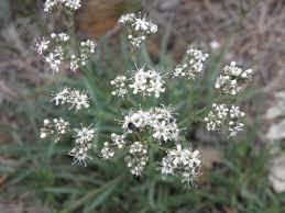 Attēlu rezultāti vaicājumam “Gypsophila fastigiata”
