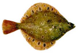 Image result for Pleuronectes platessa