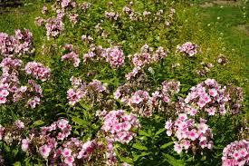 Image result for Phlox paniculata `Bright Eyes`