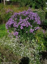 Image result for Aster novae-angliae