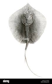 Image result for Gymnura micrura