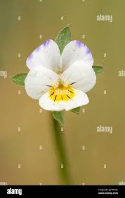 Attēlu rezultāti vaicājumam “Viola arvensis flower”