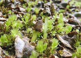Attēlu rezultāti vaicājumam “Leiocolea rutheana sporophyte”