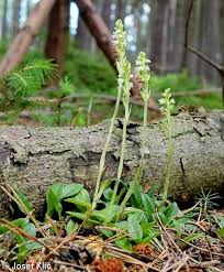 Attēlu rezultāti vaicājumam “Goodyera repens bud”
