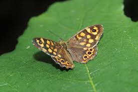 Attēlu rezultāti vaicājumam “Pararge aegeria”