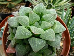 Image result for Haworthia